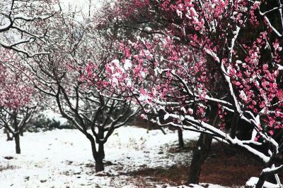 Снегом засыпало дикую сливу,
скрылись под ним цветы.
Кто это выдумал, будто донесся
к нам аромат весны?